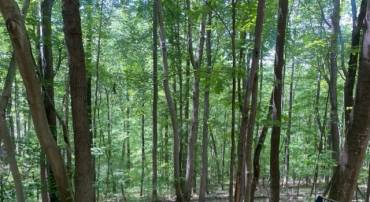 DOGWOOD LN, NELLYSFORD, Virginia 22958, ,Land,For sale,DOGWOOD LN,VANL2000428 MLS # VANL2000428