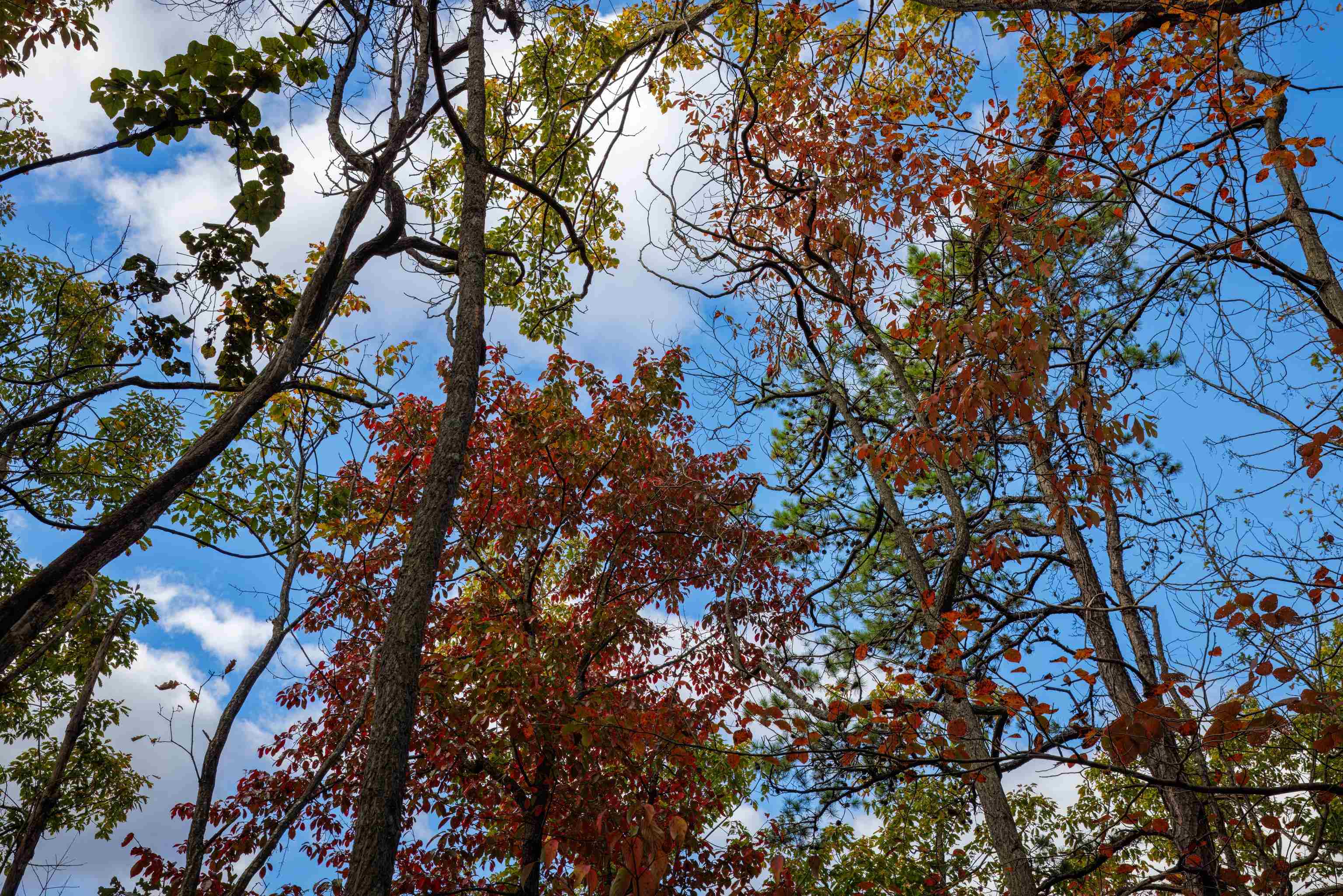 Lot 14 WILDWOOD LN, SHENANDOAH, Virginia 22849, ,Land,Lot 14 WILDWOOD LN,658133 MLS # 658133