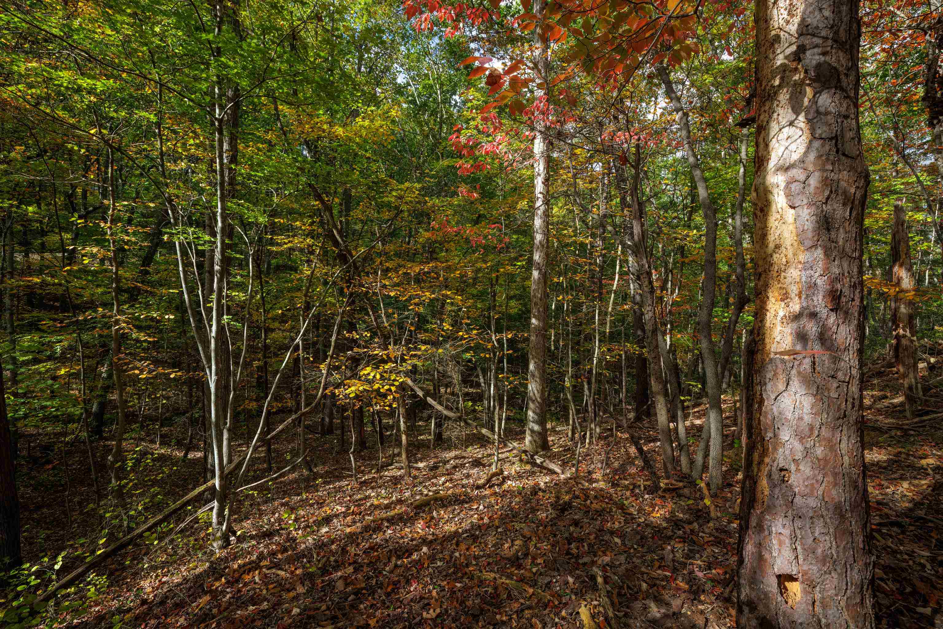 Lot 14 WILDWOOD LN, SHENANDOAH, Virginia 22849, ,Land,Lot 14 WILDWOOD LN,658133 MLS # 658133