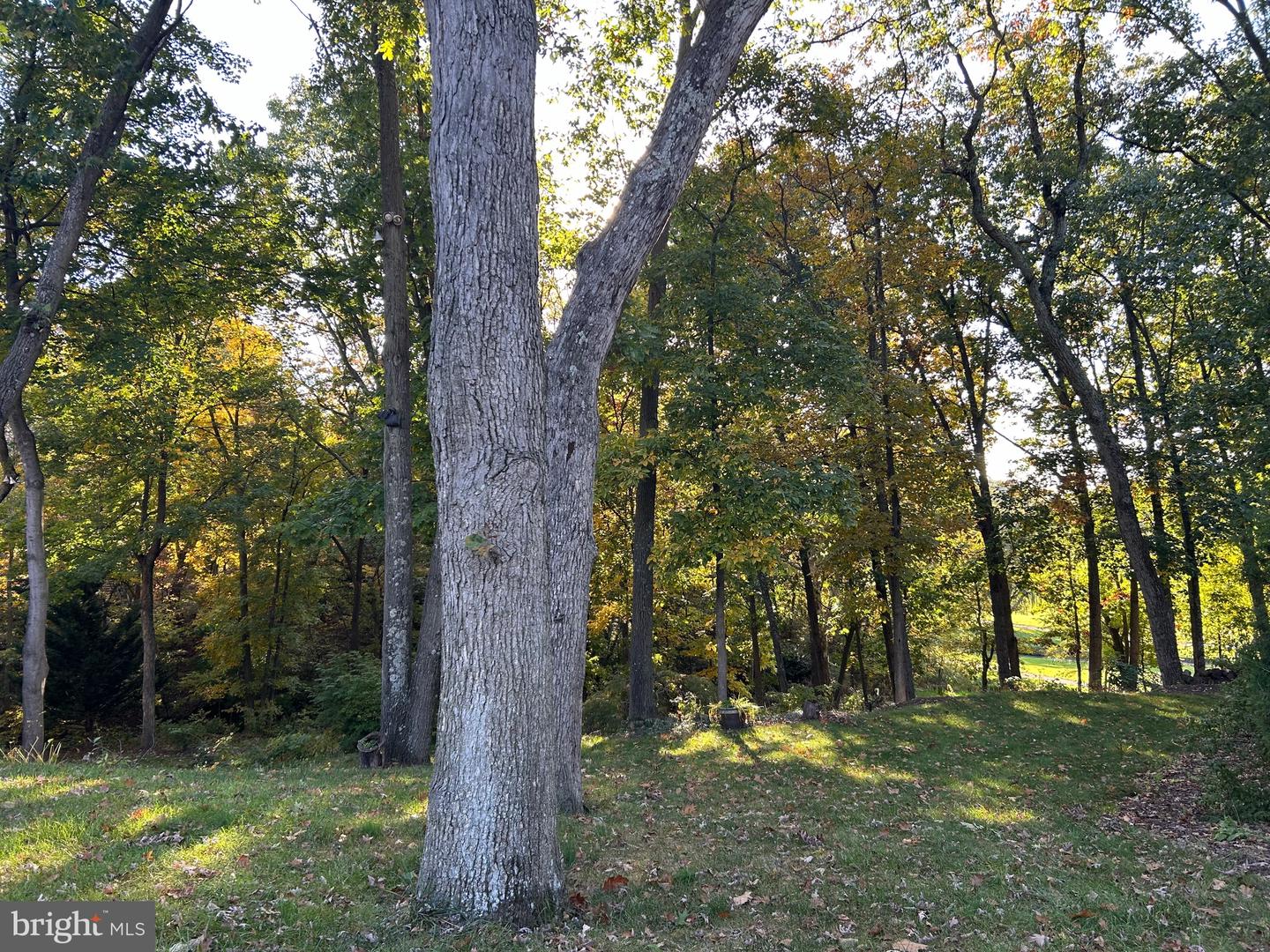 SHOCKEY CIR, WINCHESTER, Virginia 22602, ,Land,For sale,SHOCKEY CIR,VAFV2022486 MLS # VAFV2022486