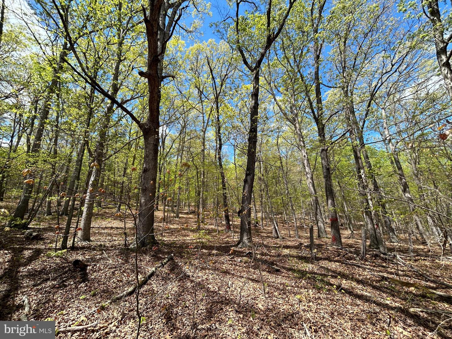 LOT 17 KINGS DR, FORT VALLEY, Virginia 22652, ,Land,For sale,LOT 17 KINGS DR,VASH2009946 MLS # VASH2009946