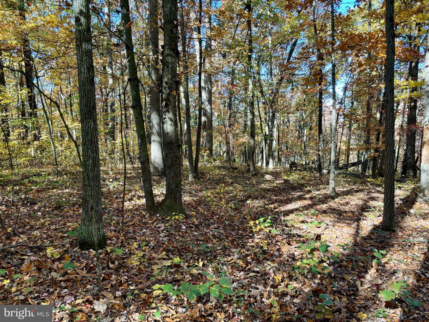 TBD SMITH CREEK RD, NEW MARKET, Virginia 22844, ,Land,For sale,TBD SMITH CREEK RD,VASH2009958 MLS # VASH2009958