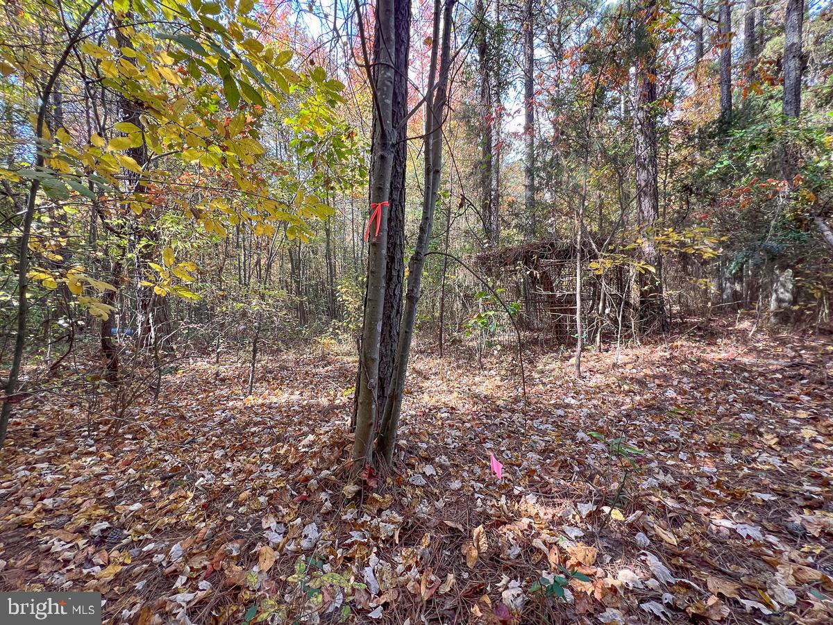 4.913 ACRES SARAH ST, BOWLING GREEN, Virginia 22427, ,Land,For sale,4.913 ACRES SARAH ST,VACV2006964 MLS # VACV2006964