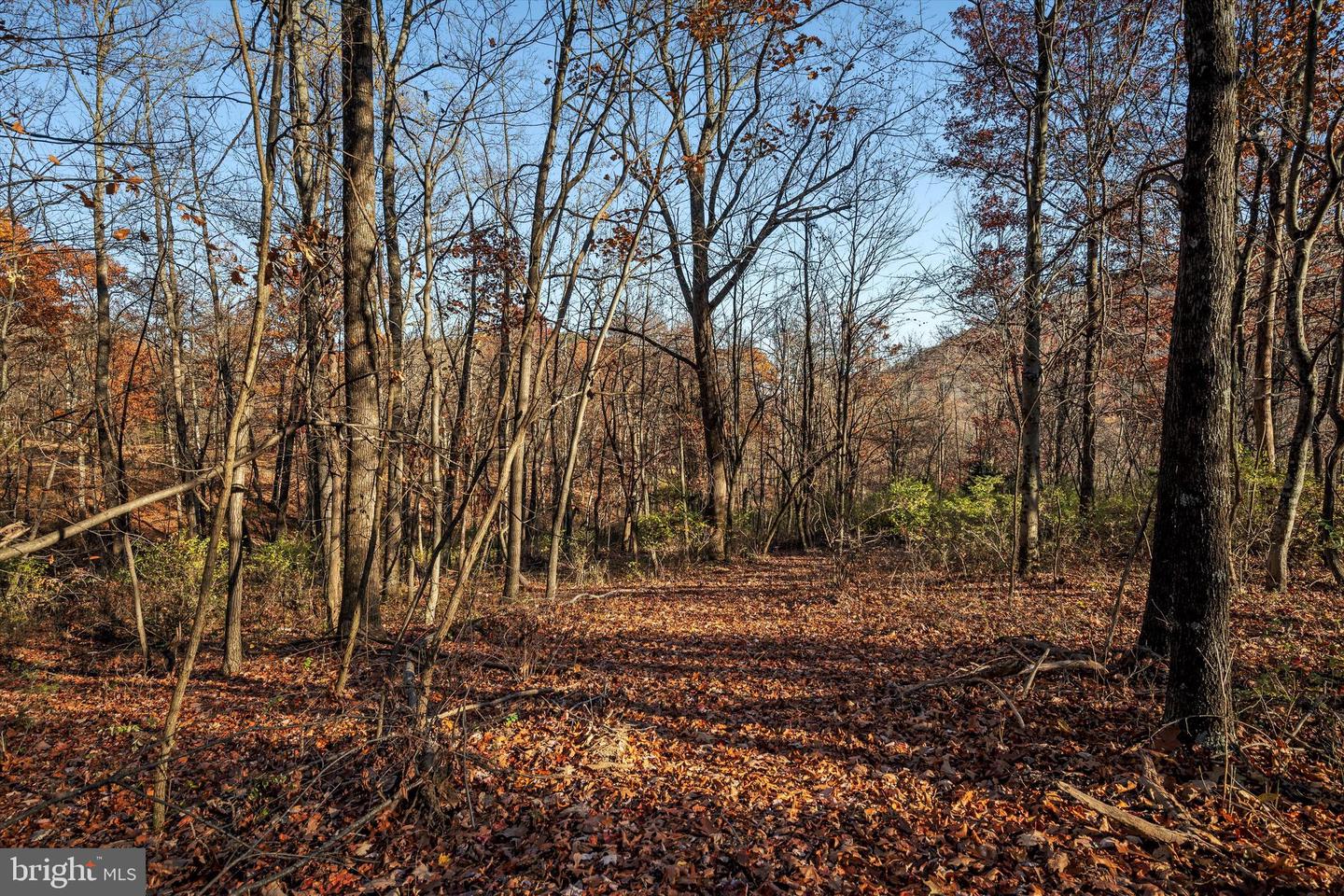 TBD LOT 1 CAPON SPRINGS GRADE, STAR TANNERY, Virginia 22654, ,Land,For sale,TBD LOT 1 CAPON SPRINGS GRADE,VAFV2022610 MLS # VAFV2022610