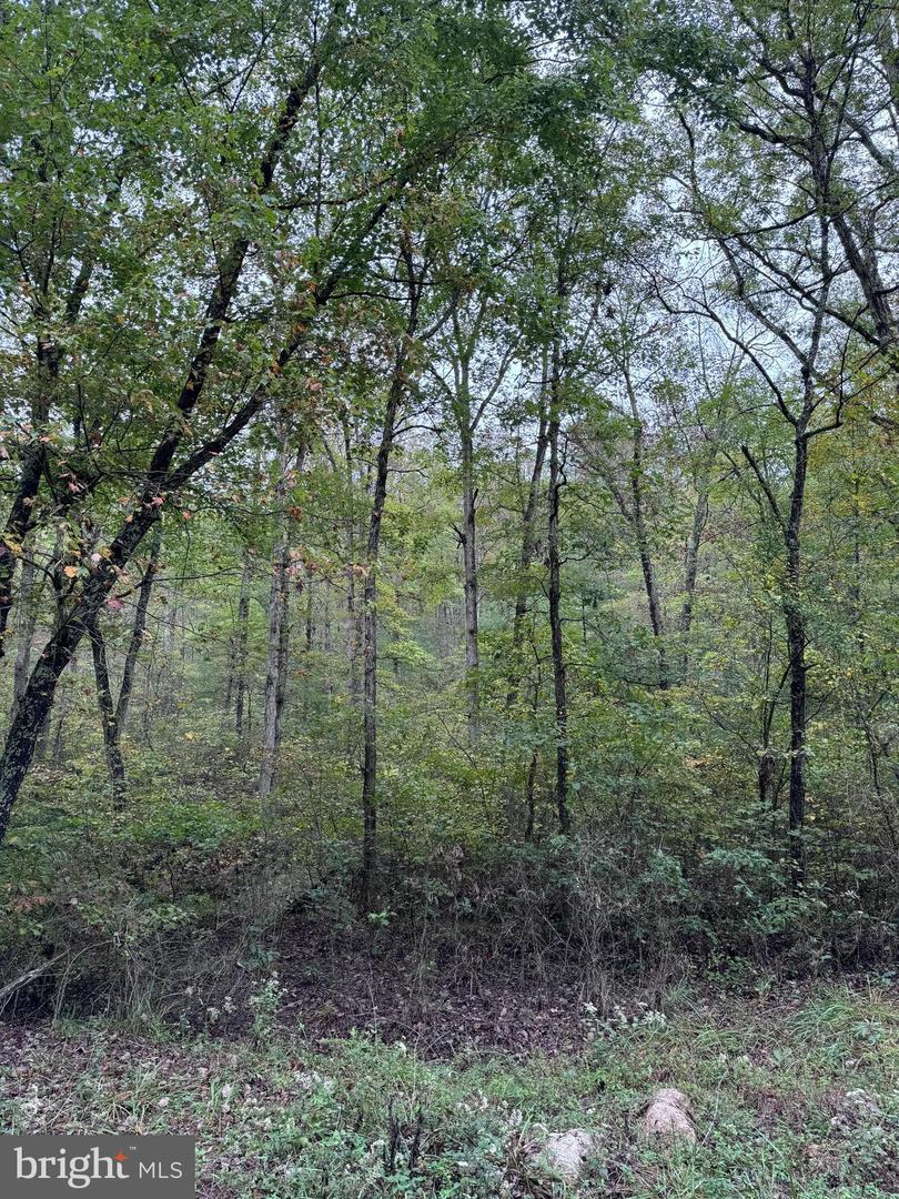 MINE MOUNTAIN LN #LOT #16, FORT VALLEY, Virginia 22652, ,Land,For sale,MINE MOUNTAIN LN #LOT #16,VASH2010014 MLS # VASH2010014