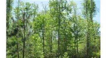 LOT 4, 5&6 OAK ROW RD, WARSAW, Virginia 22572, ,Land,For sale,LOT 4,5&6 OAK ROW RD,VARV2000352 MLS # VARV2000352