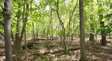 1247 BLUE RIDGE DR #LOT 41, ROSELAND, Virginia 22958, ,Land,For sale,1247 BLUE RIDGE DR #LOT 41,623074 MLS # 623074