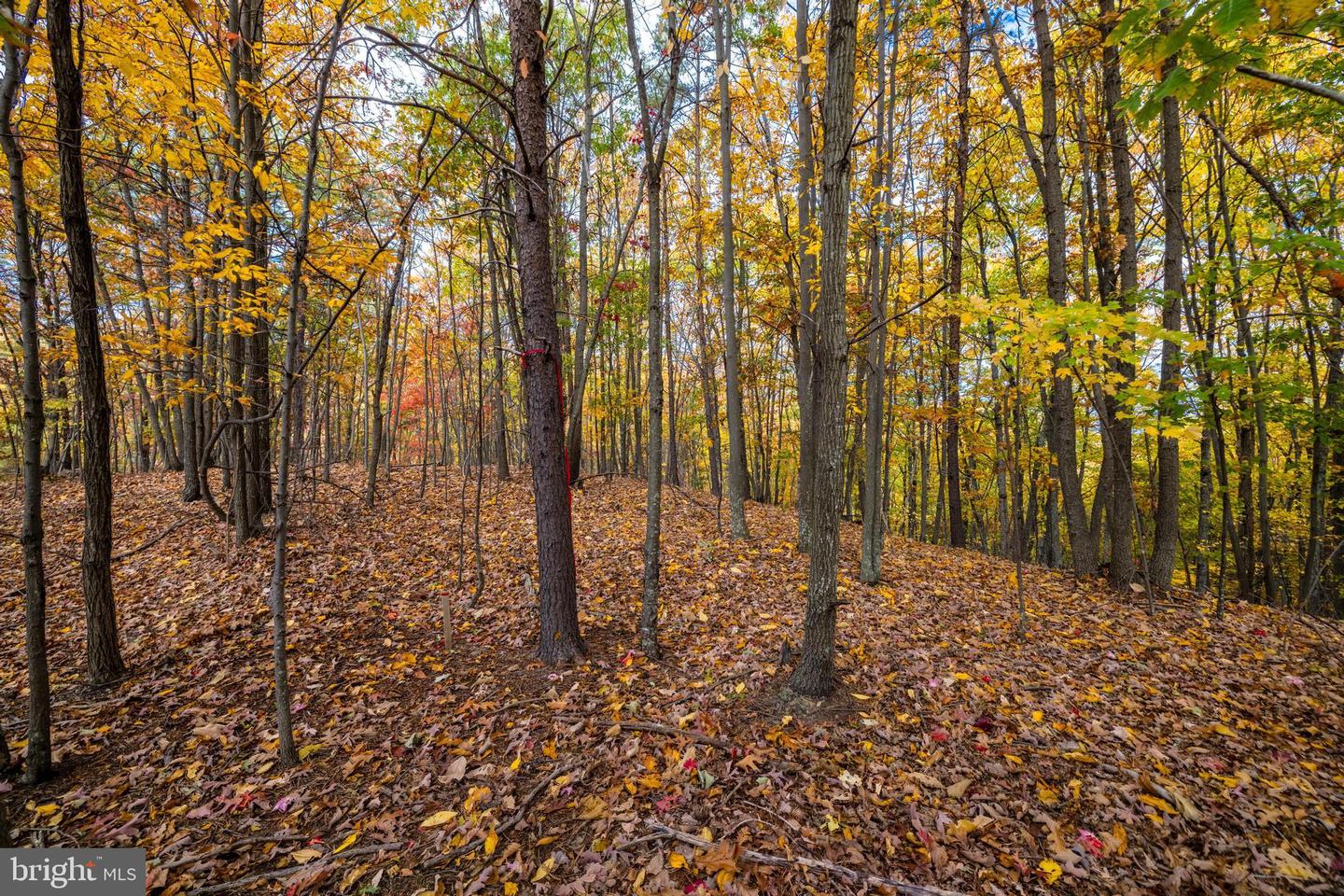 LUCAS HOLLOW RD, STANLEY, Virginia 22851, ,Land,For sale,LUCAS HOLLOW RD,VAPA2003002 MLS # VAPA2003002