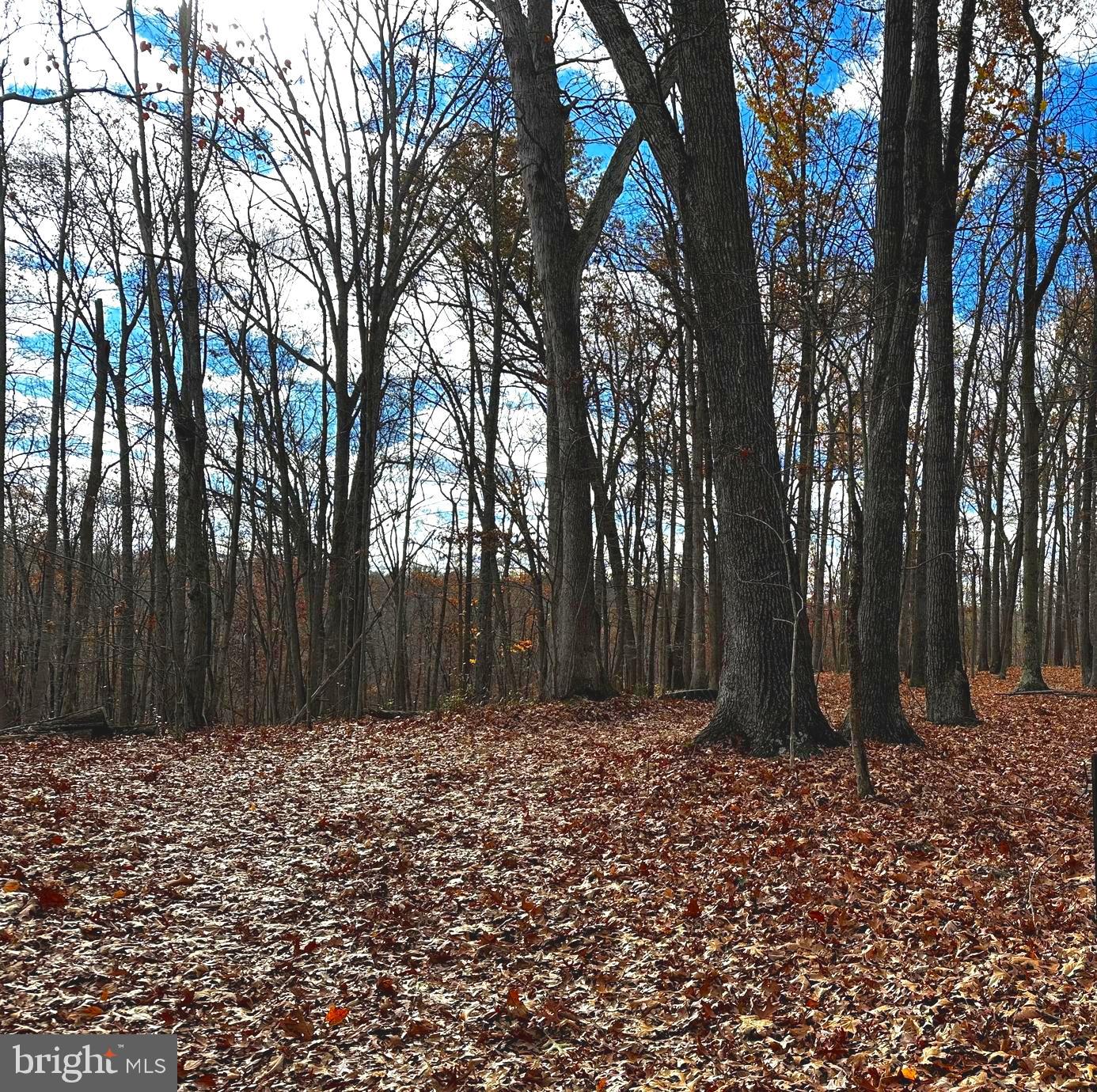 LOT 1B FISHEL RD, WINCHESTER, Virginia 22602, ,Land,For sale,LOT 1B FISHEL RD,VAFV2022846 MLS # VAFV2022846