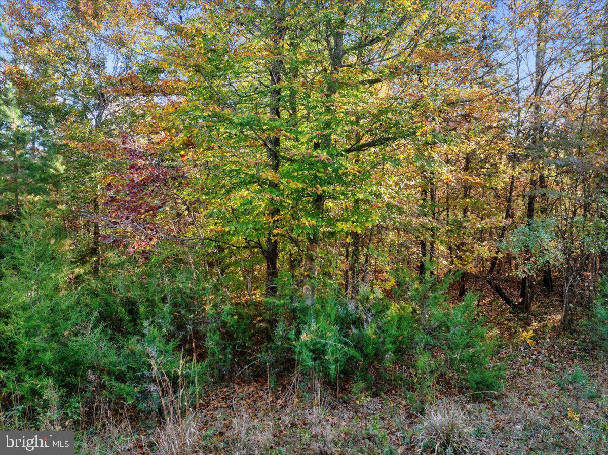 0 TANYARD LN, NELSON, Virginia 24580, ,Land,For sale,0 TANYARD LN,VAMB2000042 MLS # VAMB2000042