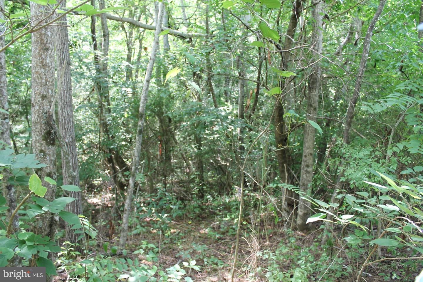 MARYE RD, WOODFORD, Virginia 22580, ,Land,For sale,MARYE RD,VACV2006370 MLS # VACV2006370