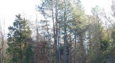 0, KING GEORGE, Virginia 22485, ,Land,For sale,VAKG2005762 MLS # VAKG2005762