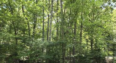 135 MONTICELLO CIR, LOCUST GROVE, Virginia 22508, ,Land,For sale,135 MONTICELLO CIR,VAOR2007768 MLS # VAOR2007768