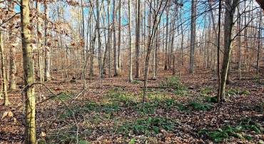 WAUGH RD, UNIONVILLE, Virginia 22567, ,Land,For sale,WAUGH RD,VAOR2008416 MLS # VAOR2008416