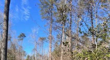 LOT 5998 VERMONT RD, RHOADESVILLE, Virginia 22542, ,Land,For sale,LOT 5998 VERMONT RD,VAOR2008500 MLS # VAOR2008500