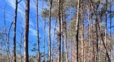 (LOT 5999) VERMONT RD, RHOADESVILLE, Virginia 22542, ,Land,For sale,(LOT 5999) VERMONT RD,VAOR2008504 MLS # VAOR2008504