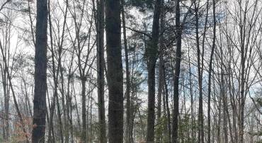 6317 LITTLE ACRES LN, WOODFORD, Virginia 22580, ,Land,For sale,6317 LITTLE ACRES LN,VASP2029710 MLS # VASP2029710