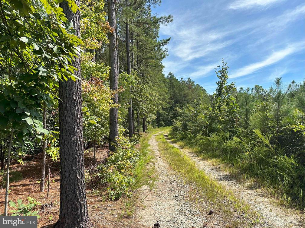 ROSE MT ROAD, HUSTLE, Virginia 22476, ,Land,For sale,ROSE MT ROAD,VAES2000782 MLS # VAES2000782