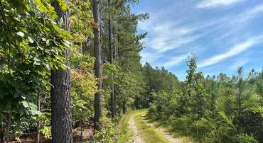 ROSE MT ROAD, HUSTLE, Virginia 22476, ,Land,For sale,ROSE MT ROAD,VAES2000782 MLS # VAES2000782