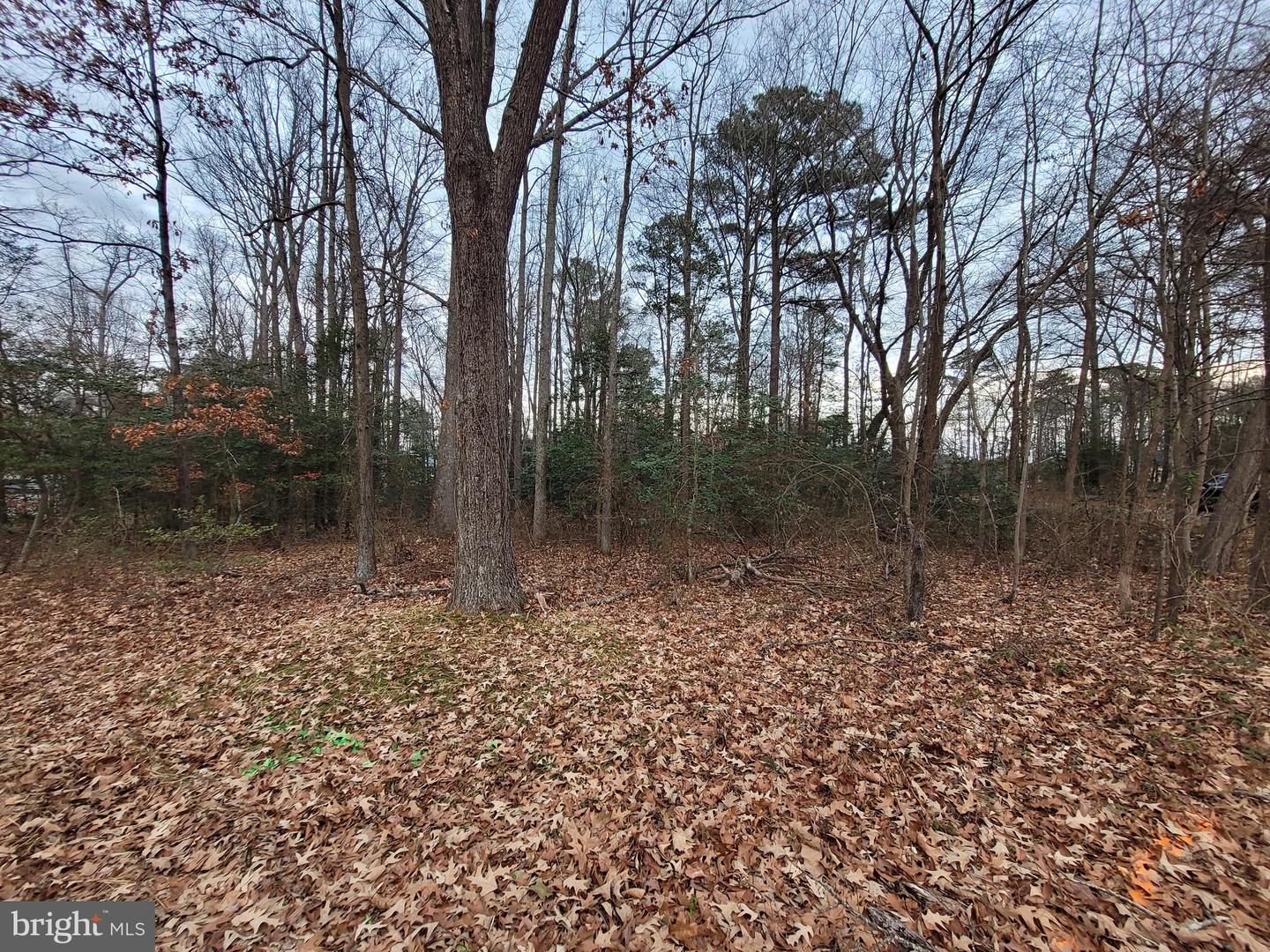 LOT 14 FOREST GROVE RD, COLONIAL BEACH, Virginia 22443, ,Land,For sale,LOT 14 FOREST GROVE RD,VAWE2007986 MLS # VAWE2007986