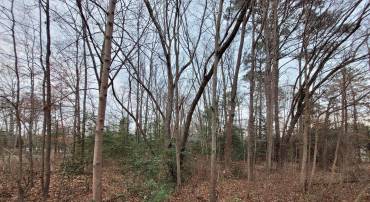 LOT 14 FOREST GROVE RD, COLONIAL BEACH, Virginia 22443, ,Land,For sale,LOT 14 FOREST GROVE RD,VAWE2007986 MLS # VAWE2007986