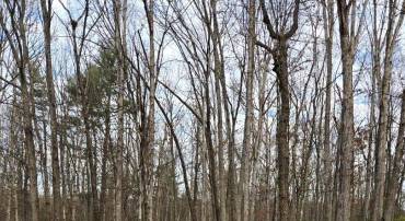 0 SMITH CREEK RD, NEW MARKET, Virginia 22844, ,Land,For sale,0 SMITH CREEK RD,VASH2010318 MLS # VASH2010318