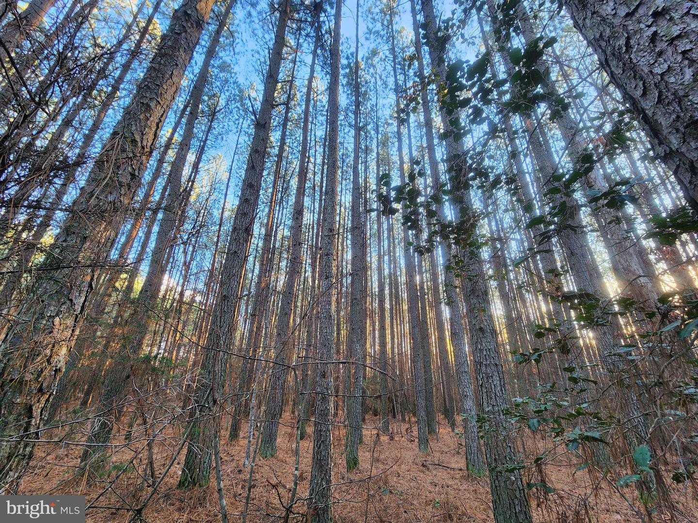 LOT 7 PINEHURST LN, SPOTSYLVANIA, Virginia 22551, ,Land,For sale,LOT 7 PINEHURST LN,VASP2029960 MLS # VASP2029960