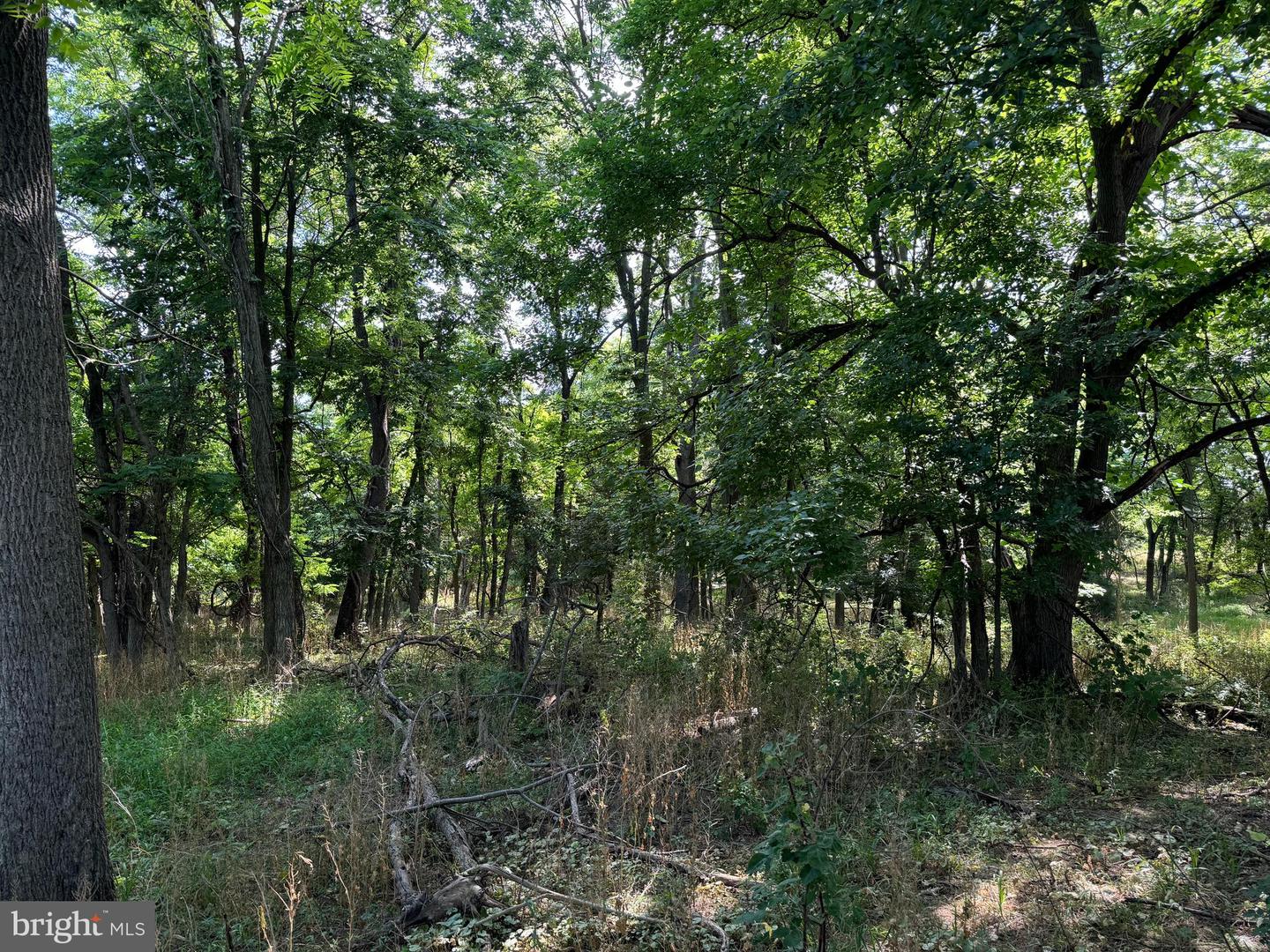 SILENT HILL LN, WHITE POST, Virginia 22663, ,Land,For sale,SILENT HILL LN,VAFV2023650 MLS # VAFV2023650