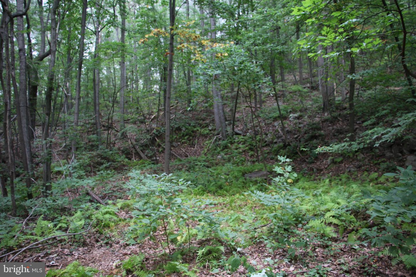 FRYE PATH RD, GORE, Virginia 22637, ,Land,For sale,FRYE PATH RD,VAFV2002120 MLS # VAFV2002120