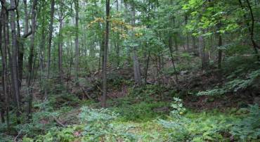 FRYE PATH RD, GORE, Virginia 22637, ,Land,For sale,FRYE PATH RD,VAFV2002120 MLS # VAFV2002120