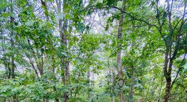 LOT 294 COTTONWOOD DRIVE, MOUNT JACKSON, Virginia 22842, ,Land,For sale,LOT 294 COTTONWOOD DRIVE,VASH2010424 MLS # VASH2010424