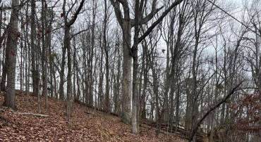 TIMBER LANE, BLUEMONT, Virginia 20135, ,Land,For sale,TIMBER LANE,VACL2003384 MLS # VACL2003384