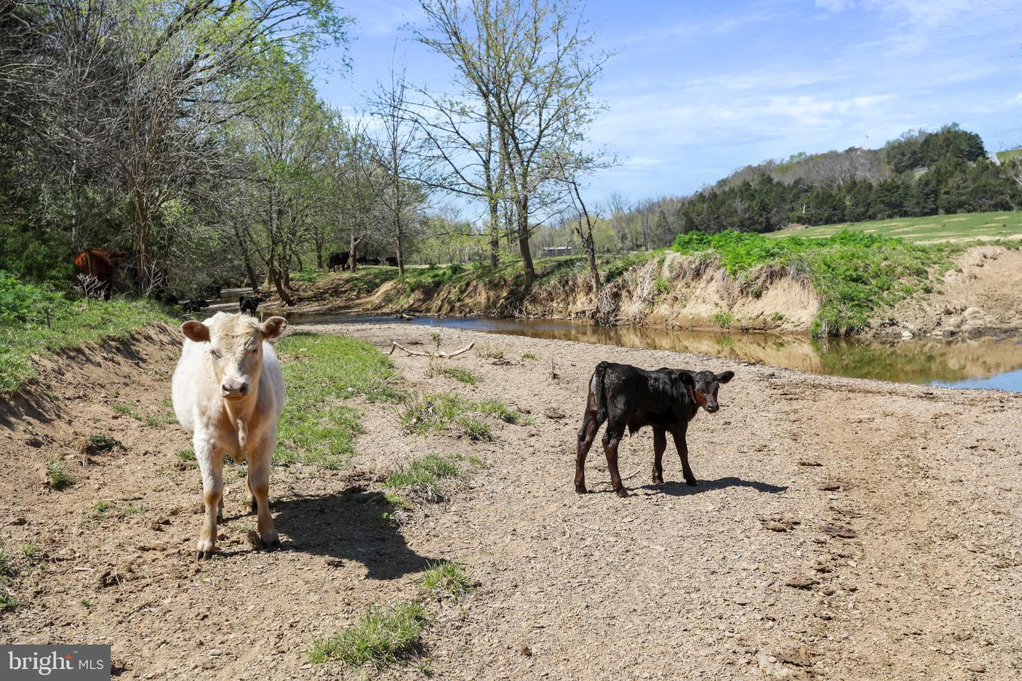 WINCHESTER RD, FRONT ROYAL, Virginia 22630, ,Farm,For sale,WINCHESTER RD,VAWR2010162 MLS # VAWR2010162