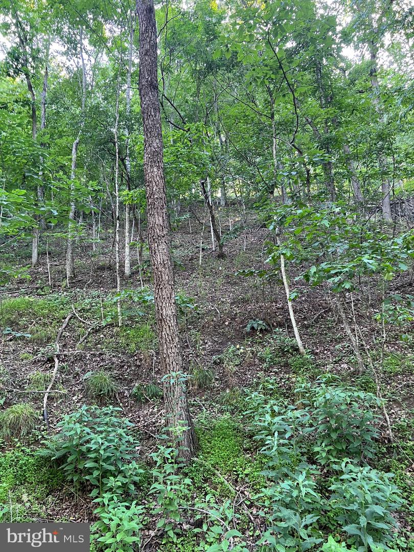 LOT 161 LEE RD, BASYE, Virginia 22810, ,Land,For sale,LOT 161 LEE RD,VASH2010472 MLS # VASH2010472