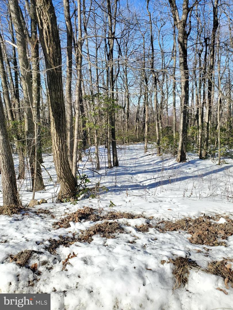 BOBCAT TRL, WINCHESTER, Virginia 22602, ,Land,For sale,BOBCAT TRL,VAFV2023894 MLS # VAFV2023894