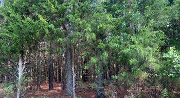 0 TIDEWATER TRAIL, CENTER CROSS, Virginia 22437, ,Land,For sale,0 TIDEWATER TRAIL,VAES2000690 MLS # VAES2000690