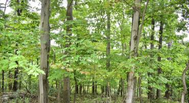 LOT 17 FOX TRAIL, WINCHESTER, Virginia 22602, ,Land,For sale,LOT 17 FOX TRAIL,VAFV2012058 MLS # VAFV2012058