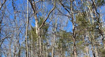 DOOLEY DR, BASYE, Virginia 22810, ,Land,For sale,DOOLEY DR,VASH2010650 MLS # VASH2010650