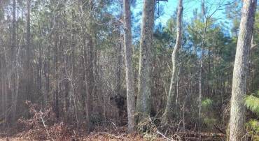 00E BOGEY NECK RD, HEATHSVILLE, Virginia 22473, ,Land,For sale,00E BOGEY NECK RD,VANV2001412 MLS # VANV2001412