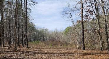 5 AC SCOTTS BOTTOM RD #12, DILLWYN, Virginia 23936, ,Land,For sale,5 AC SCOTTS BOTTOM RD #12,660777 MLS # 660777