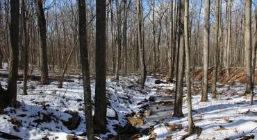 FOREST LN, GORE, Virginia 22637, ,Land,For sale,FOREST LN,VAFV2024294 MLS # VAFV2024294