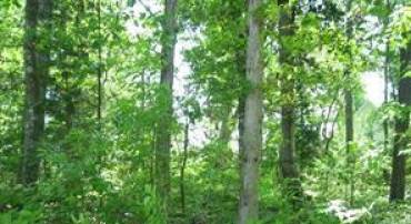 LOT 125 MAIN SAIL CT, GREENBACKVILLE, Virginia 23356, ,Land,For sale,LOT 125 MAIN SAIL CT,VAAC2001620 MLS # VAAC2001620