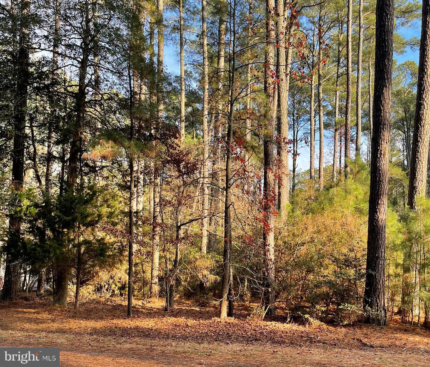 LOT 502 DRIFTWOOD DR, GREENBACKVILLE, Virginia 23356, ,Land,For sale,LOT 502 DRIFTWOOD DR,VAAC2001632 MLS # VAAC2001632