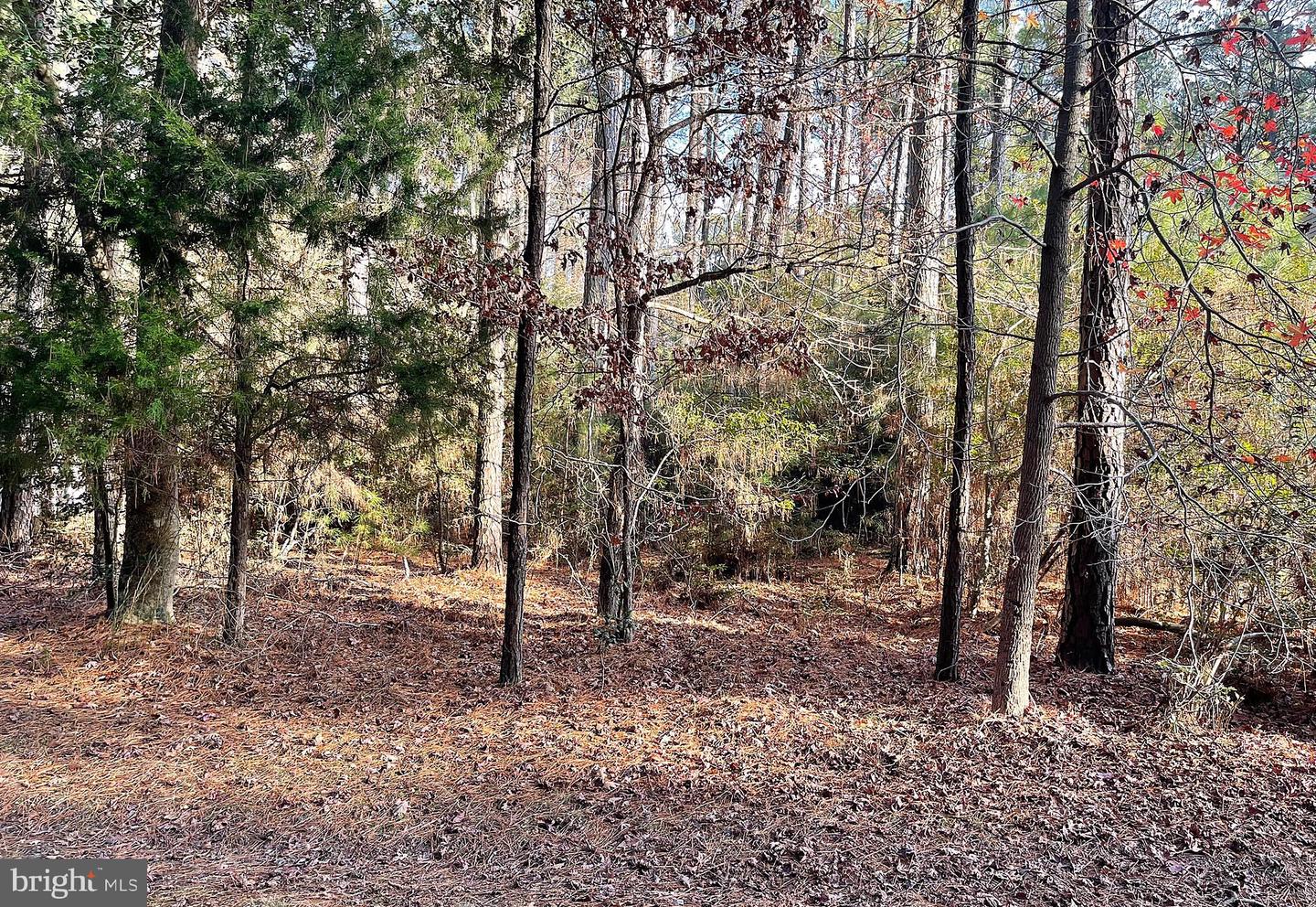 LOT 502 DRIFTWOOD DR, GREENBACKVILLE, Virginia 23356, ,Land,For sale,LOT 502 DRIFTWOOD DR,VAAC2001632 MLS # VAAC2001632