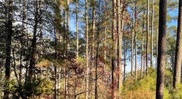 LOT 502 DRIFTWOOD DR, GREENBACKVILLE, Virginia 23356, ,Land,For sale,LOT 502 DRIFTWOOD DR,VAAC2001632 MLS # VAAC2001632