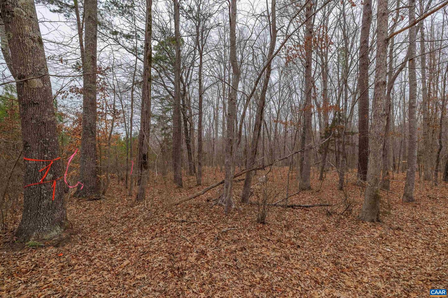 LOT 1 PINEY GREEN RD, CREWE, Virginia 23930, ,Land,For sale,LOT 1 PINEY GREEN RD,661000 MLS # 661000