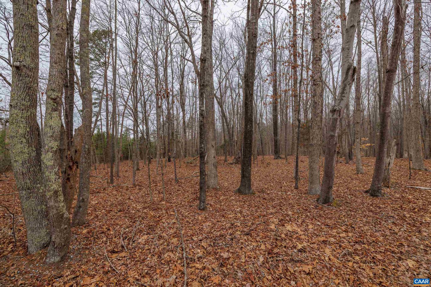 LOT 1 PINEY GREEN RD, CREWE, Virginia 23930, ,Land,For sale,LOT 1 PINEY GREEN RD,661000 MLS # 661000