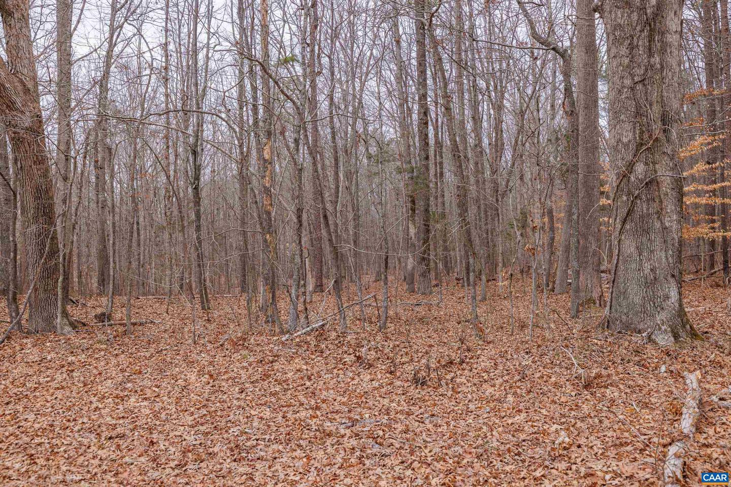 LOT 1 PINEY GREEN RD, CREWE, Virginia 23930, ,Land,For sale,LOT 1 PINEY GREEN RD,661000 MLS # 661000