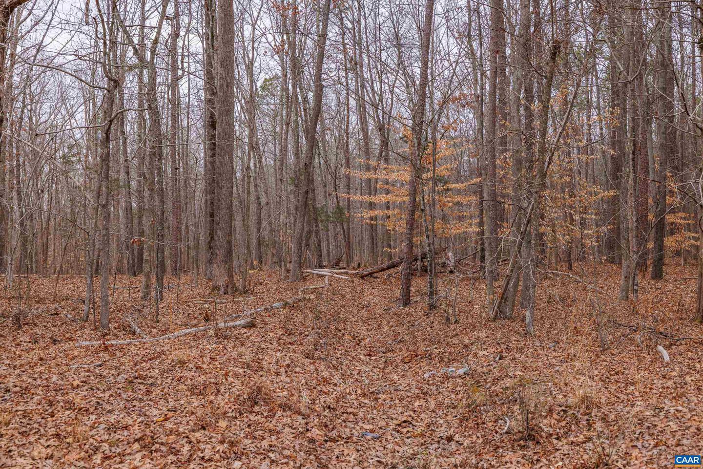 LOT 1 PINEY GREEN RD, CREWE, Virginia 23930, ,Land,For sale,LOT 1 PINEY GREEN RD,661000 MLS # 661000