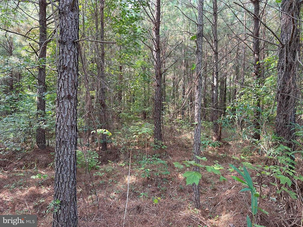 OLD MYRTLE ROAD (RT. 608), SUFFOLK, Virginia 23437, ,Farm,For sale,OLD MYRTLE ROAD (RT. 608),VASF2000048 MLS # VASF2000048
